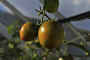 Using a greenhouse to grow tomatoes