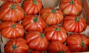 tomatoes_6