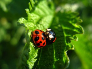 getting rid of tomato pests