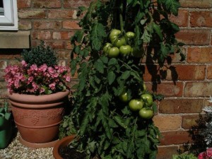 Tomatoes in Containers