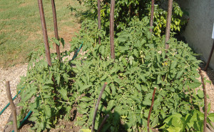 Tastiest tomato variety