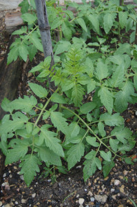 growing-tomatoes