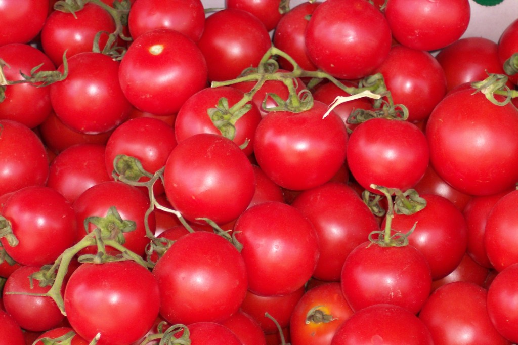 What tomatoes need to grow well