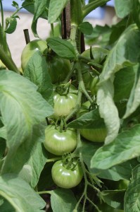 Tomato plants care