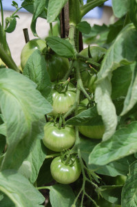 Caring for Tomatoes