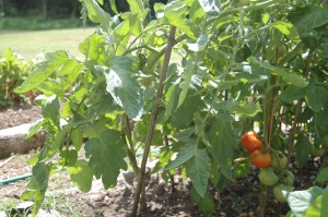 Heirloom or Hybrid Tomatoes