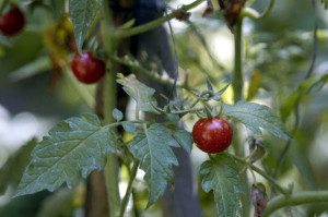 Tomato Pruning