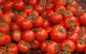 Tomato Care