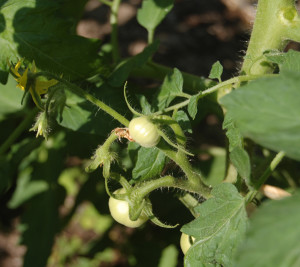Sioux Tomatoes