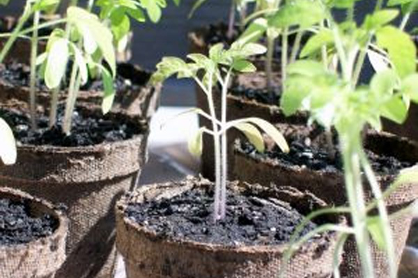 Caring for Tomatoes in a Greenhouse