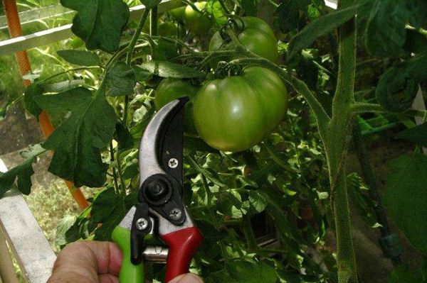 Is it necessary to prune tomato plants?