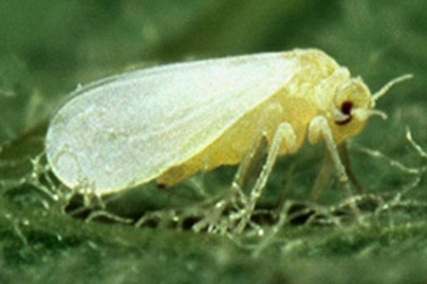 Dealing with the Whitefly Pest
