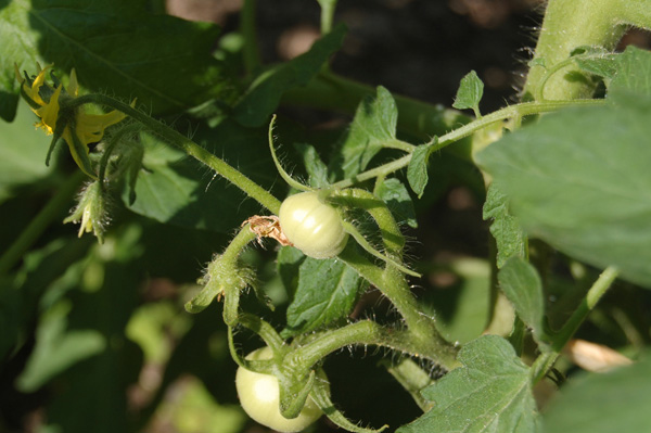 Growing Tomatoes in Grow-bags
