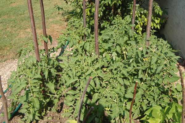 Growing tomatoes in raised garden beds