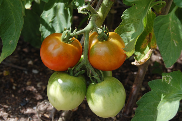 Fresh tomatoes ripening in the sunshine, a gardener’s dream