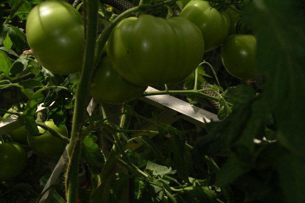 What tomato type to grow in your garden