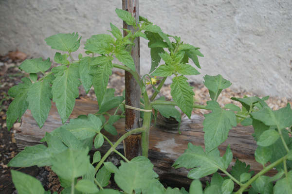 Ongoing Care of Tomato Plants